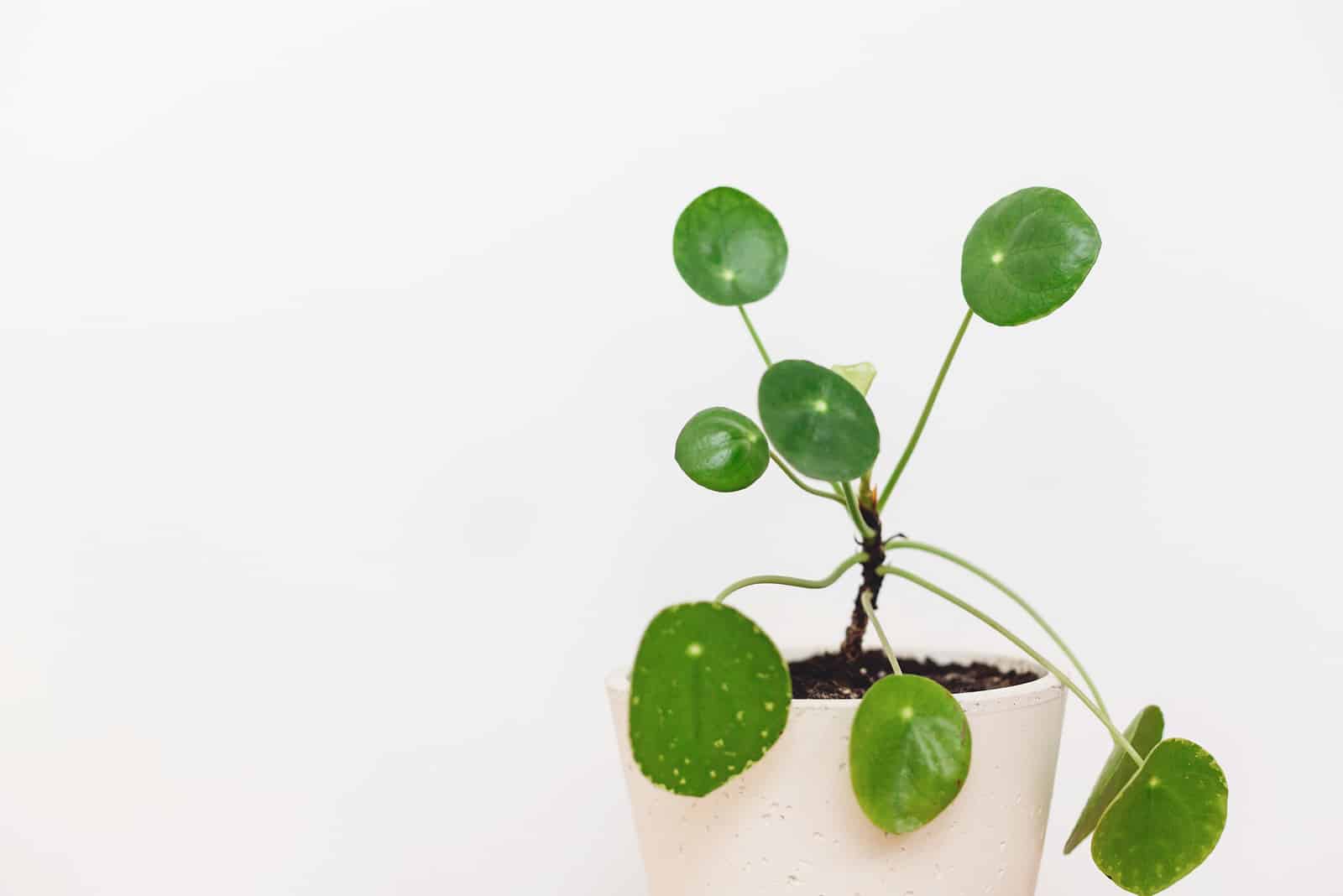 Pilea plant in white pot with white wall in abckground