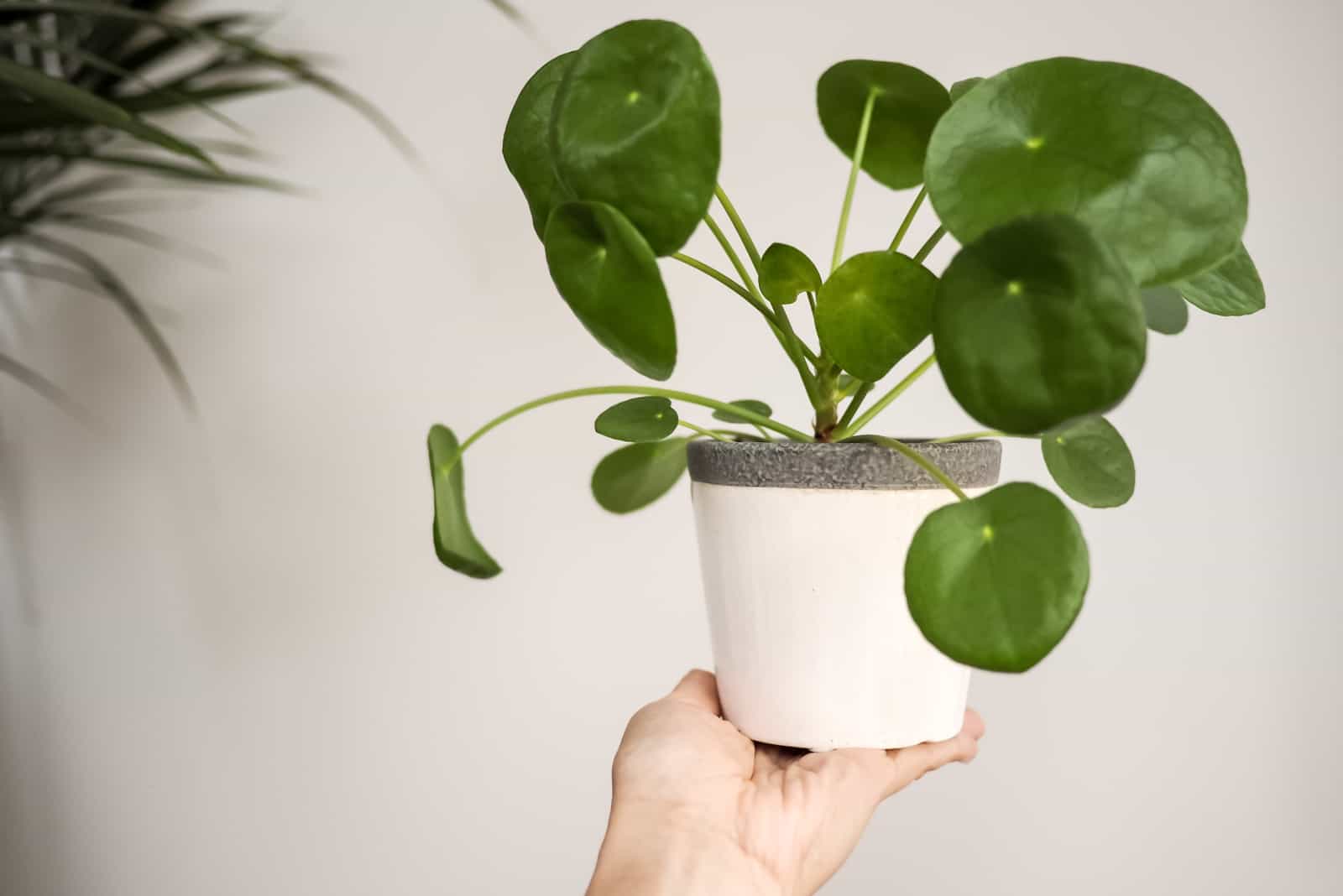 Pilea plant in white pot
