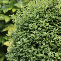 Pittosporum Hedge