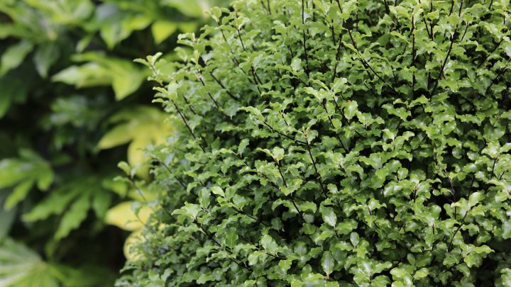 Pittosporum Hedge: 7 Best Pittosporum Varieties For Hedges