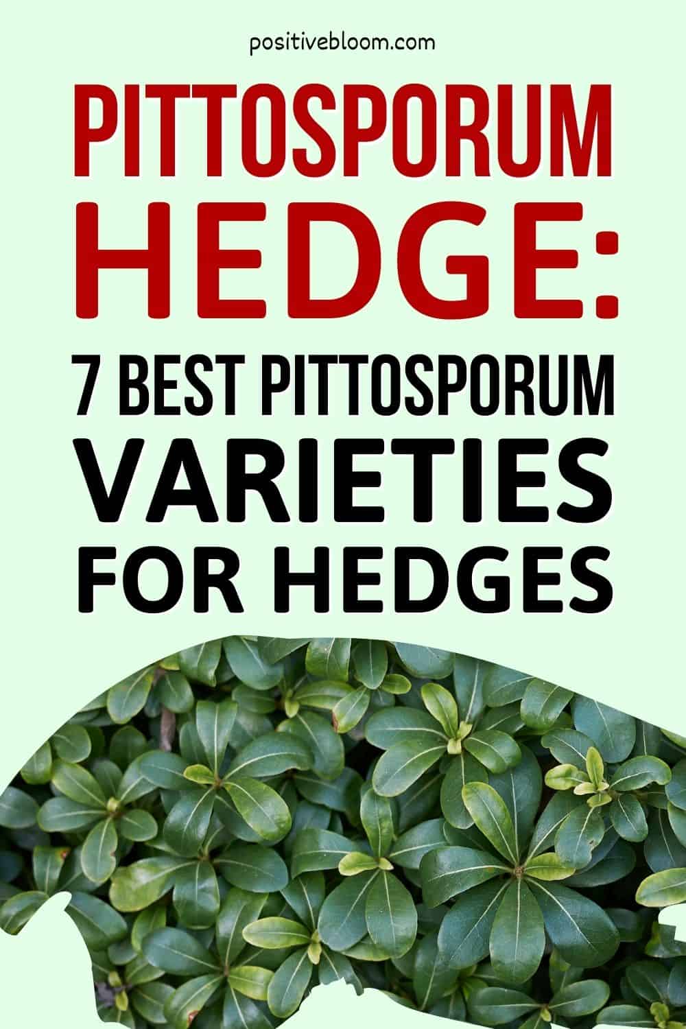 Pittosporum Hedge 7 Best Pittosporum Varieties For Hedges Pinterest