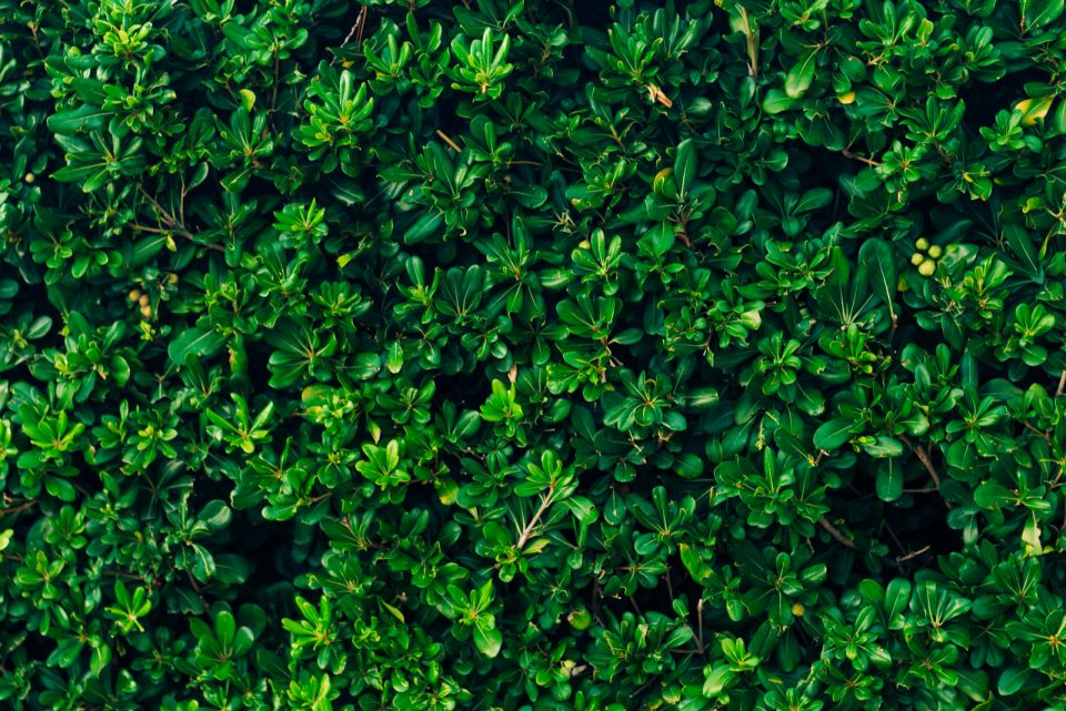 Pittosporum Hedge 7 Best Pittosporum Varieties For Hedges