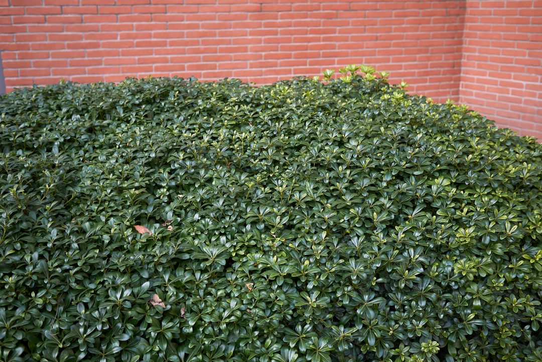 Pittosporum Hedge 7 Best Pittosporum Varieties For Hedges