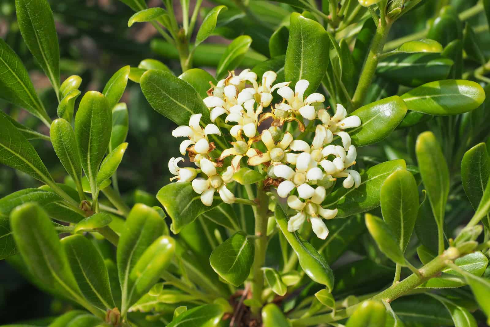 Pittosporum Hedge flower