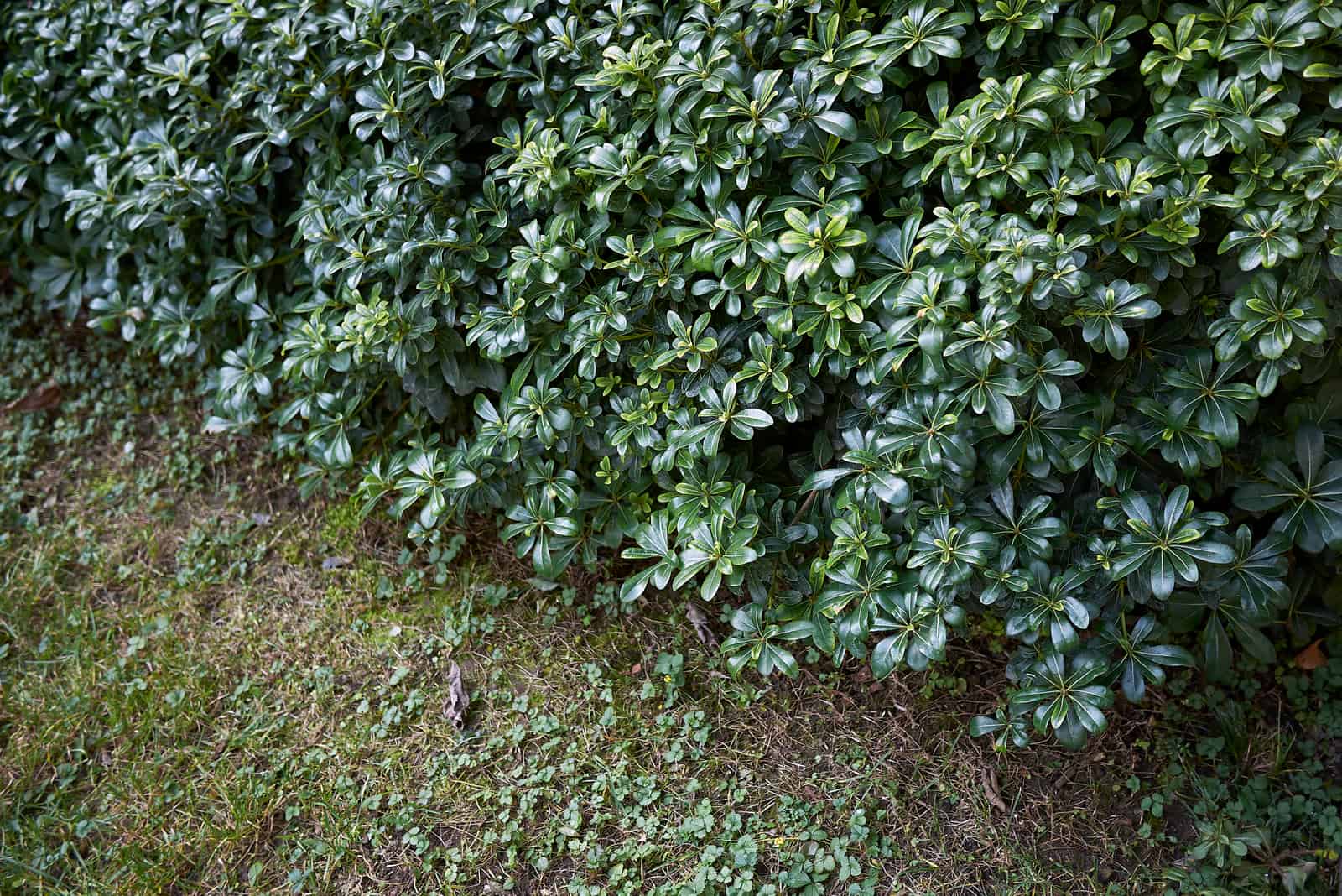 Pittosporum Hedge in garden