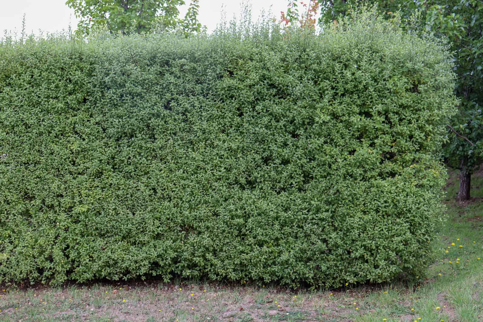 Pittosporum Hedge natural fence