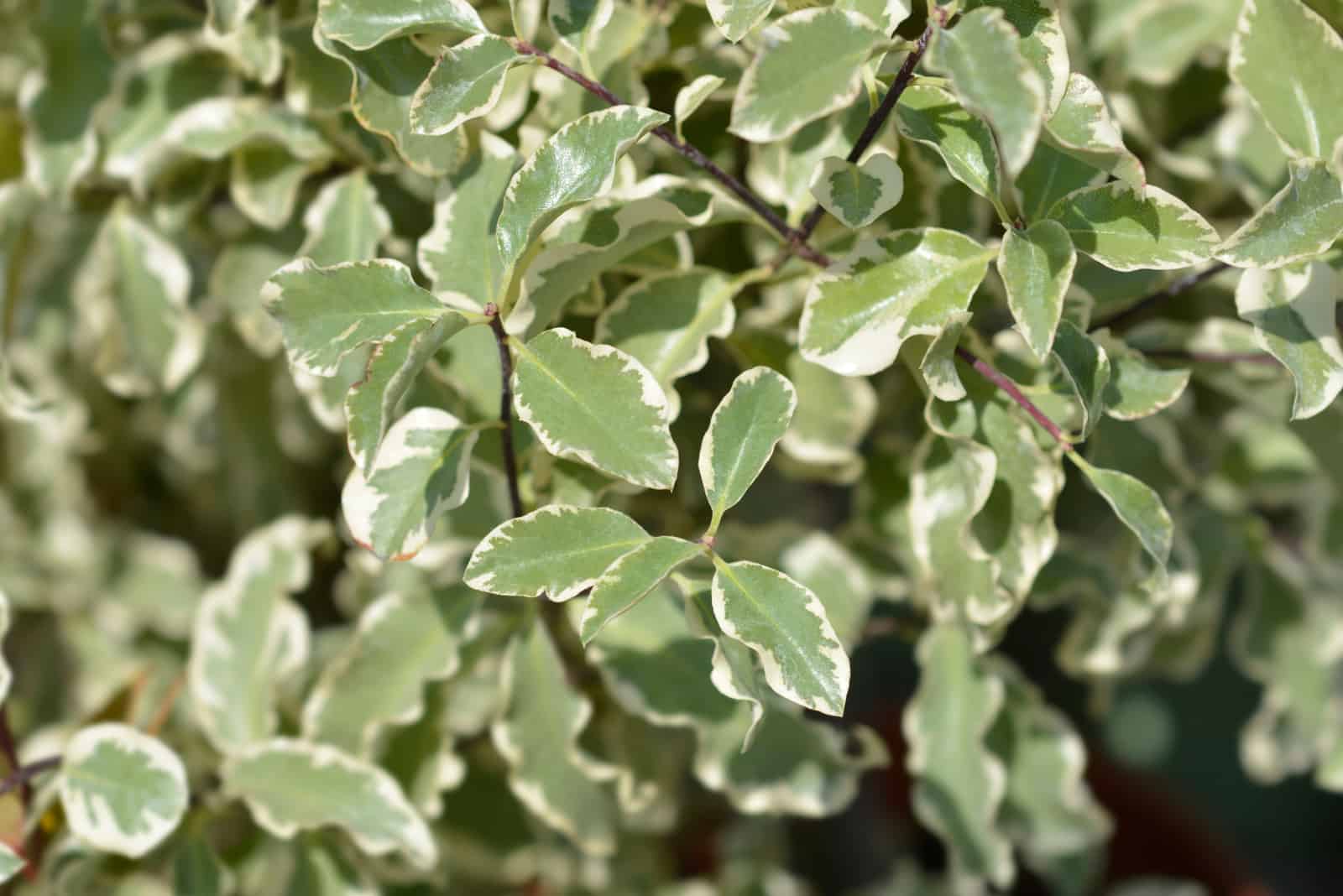 Pittosporum Tenuifolium ‘Silver Sheen’