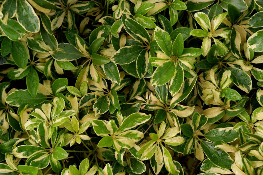 Pittosporum Hedge: 7 Best Pittosporum Varieties For Hedges