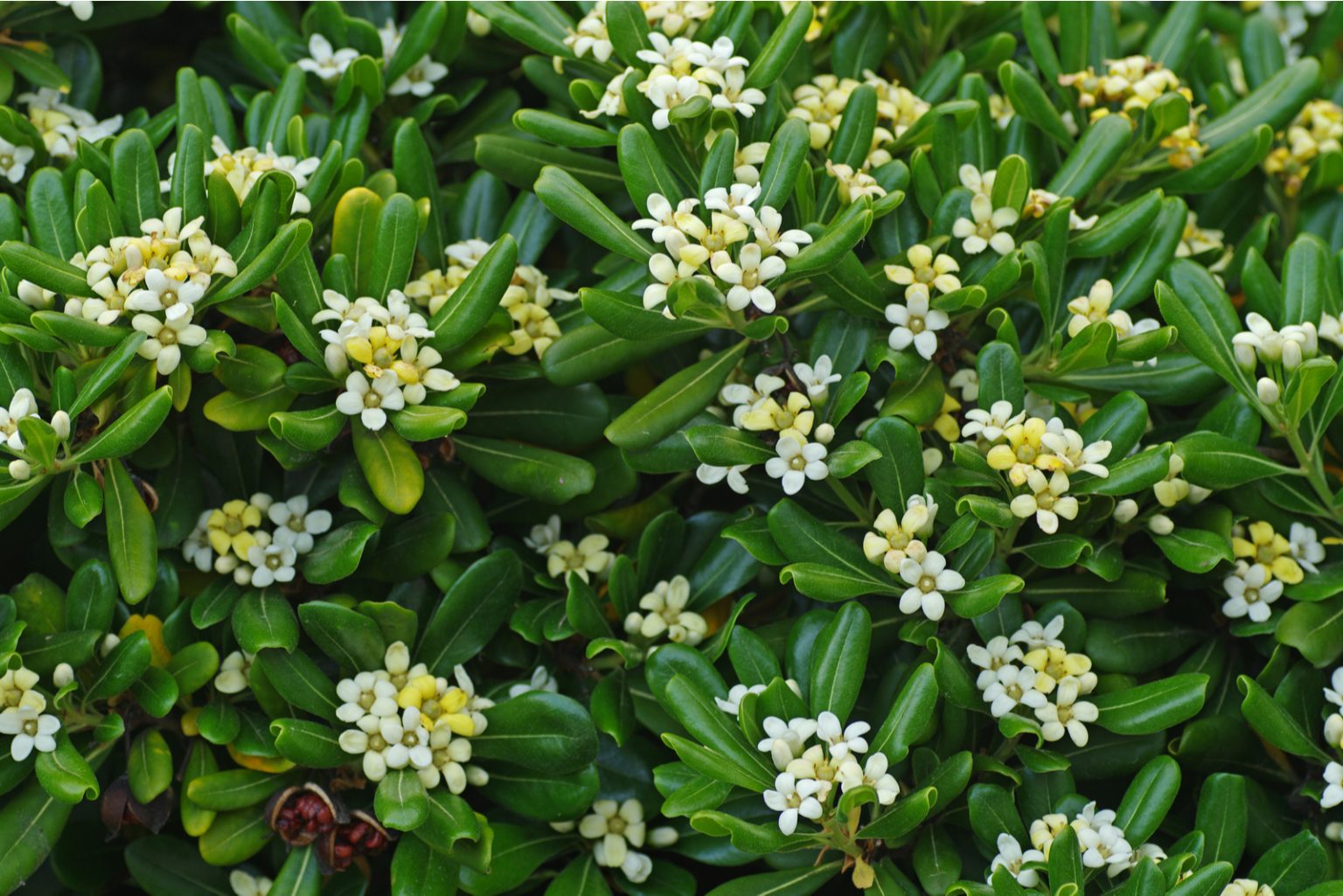 Pittosporum Hedge 7 Best Pittosporum Varieties For Hedges