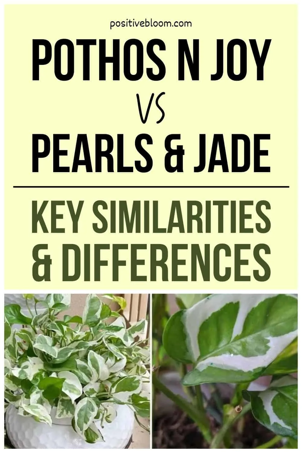 Pothos N Joy vs Pearls And Jade Key Similarities And Differences Pinterest