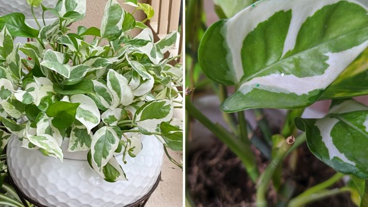 Pothos N Joy vs Pearls And Jade: Key Similarities And Differences