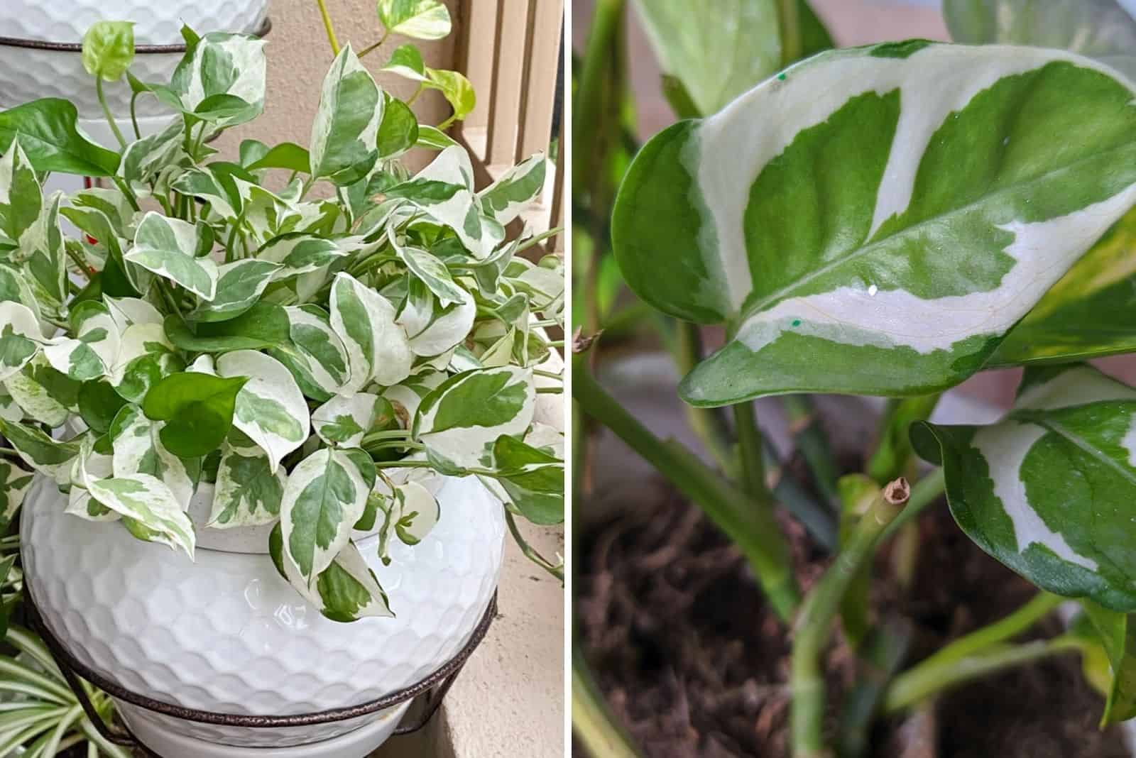 Pothos N Joy vs Pearls And Jade: Key Similarities And Differences