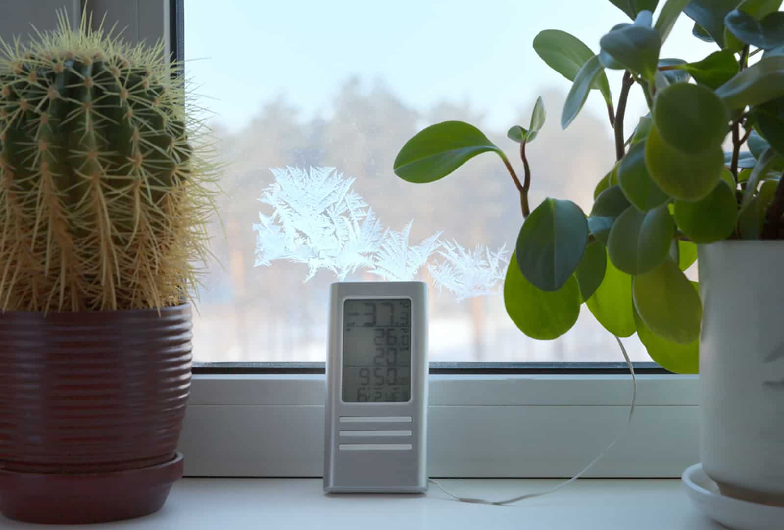 Potted flowers on a plastic window sill beside thermometer