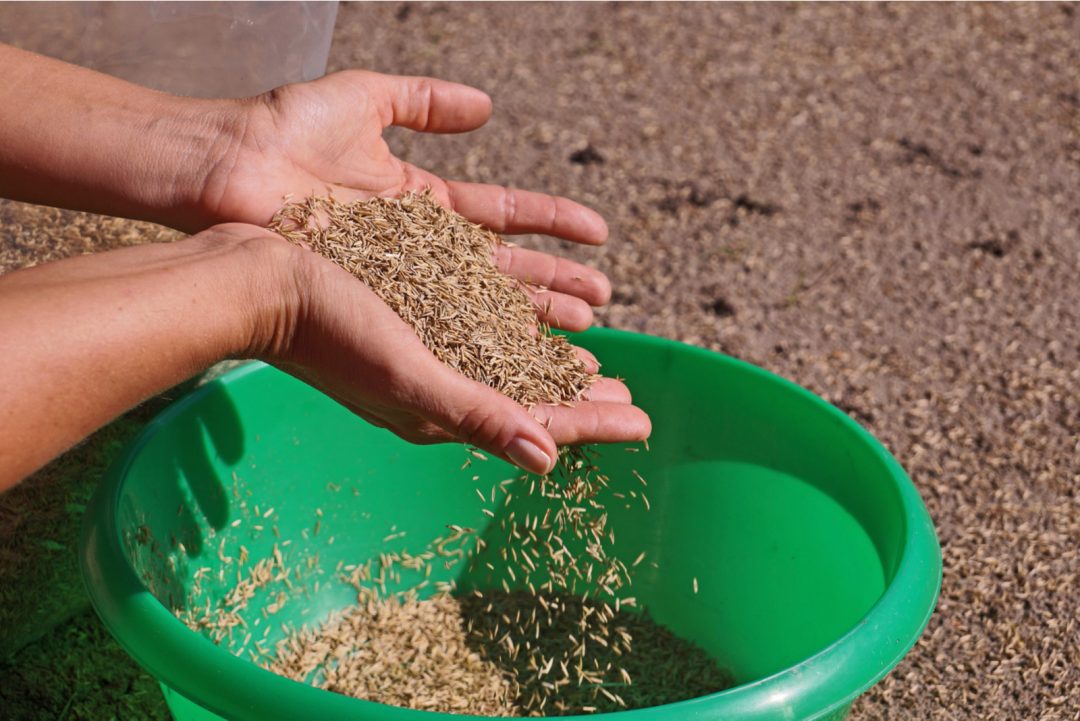 Does Grass Seed Go Bad? Check Out The Answer Here!