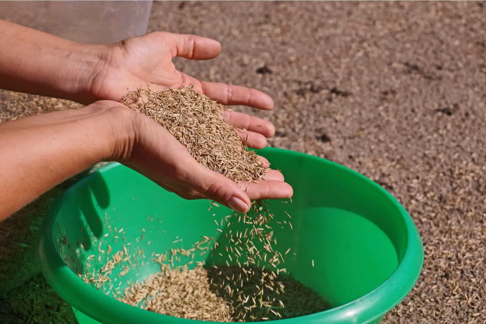 Pouring grass seeds from the packaging into the bowl