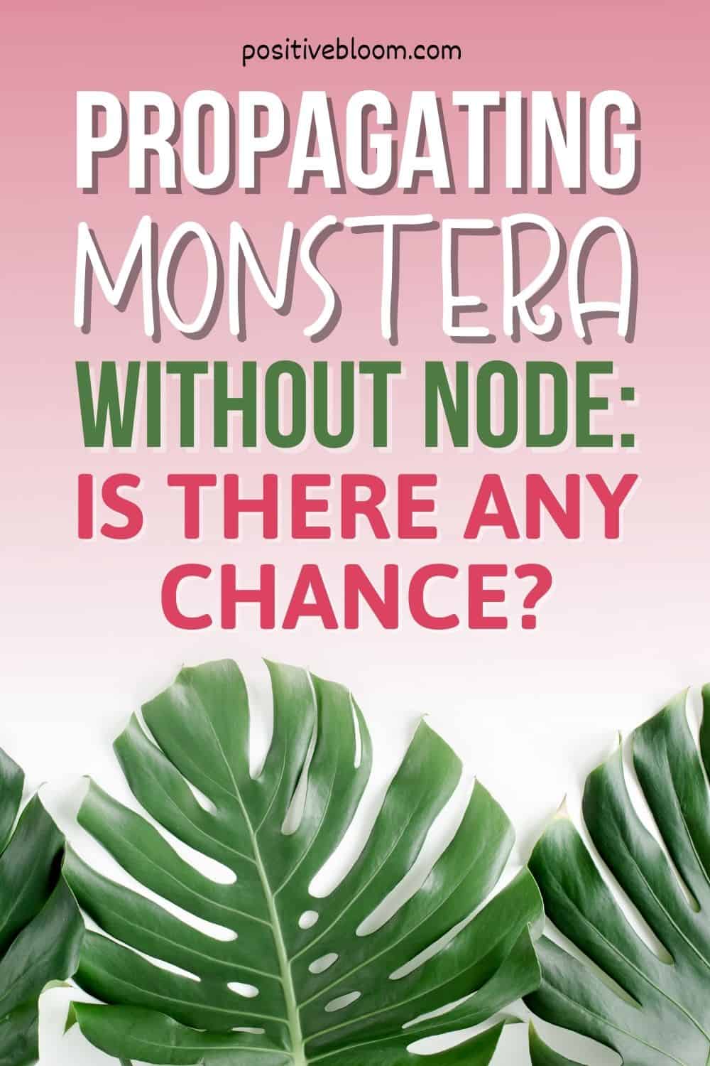 Propagating Monstera Without Node Is There Any Chance