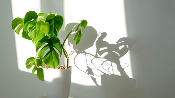 Propagating Monstera Without Node: Is There Any Chance