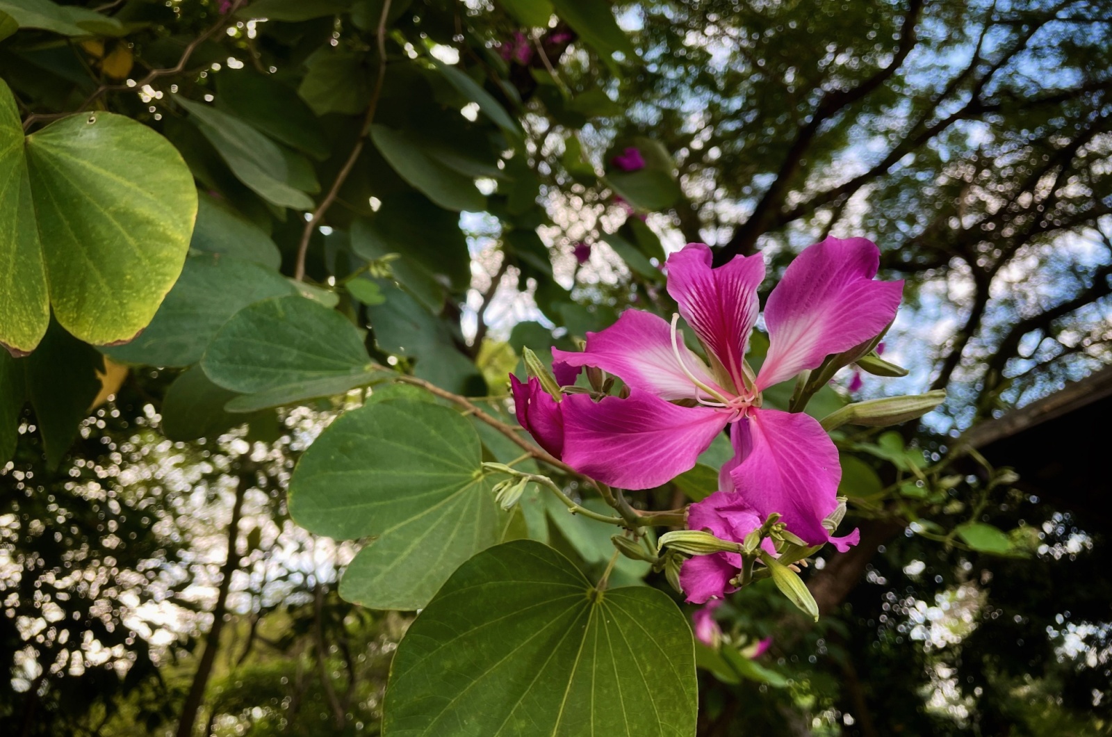 Purple Orchid Tree