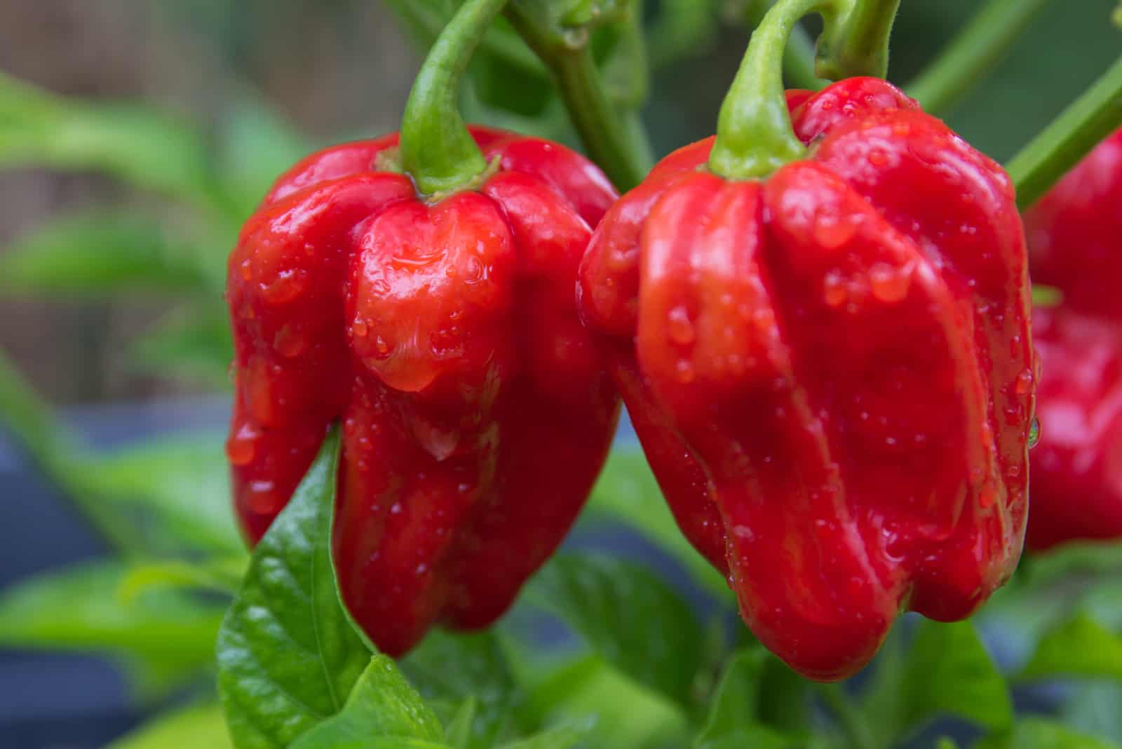 Red Savina Habanero pepper