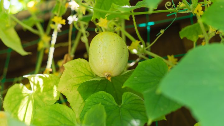 Round Cucumber Varieties, Their Features, And Care Guides