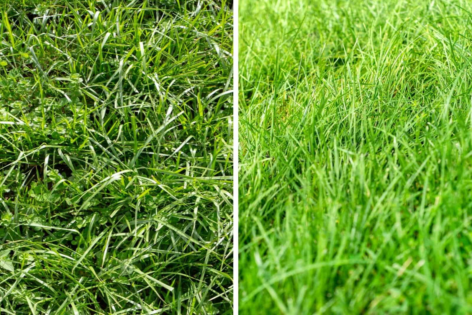 Ryegrass and Fescue grass close up