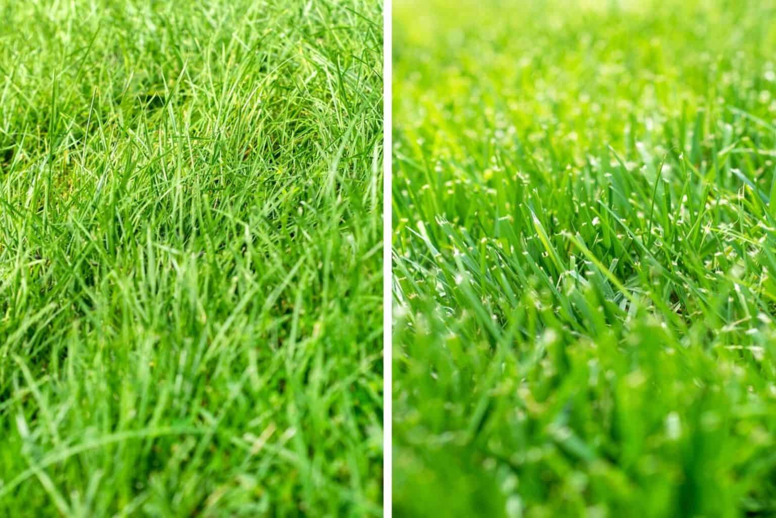 Ryegrass vs Fescue Everything You Need To Know In One Place