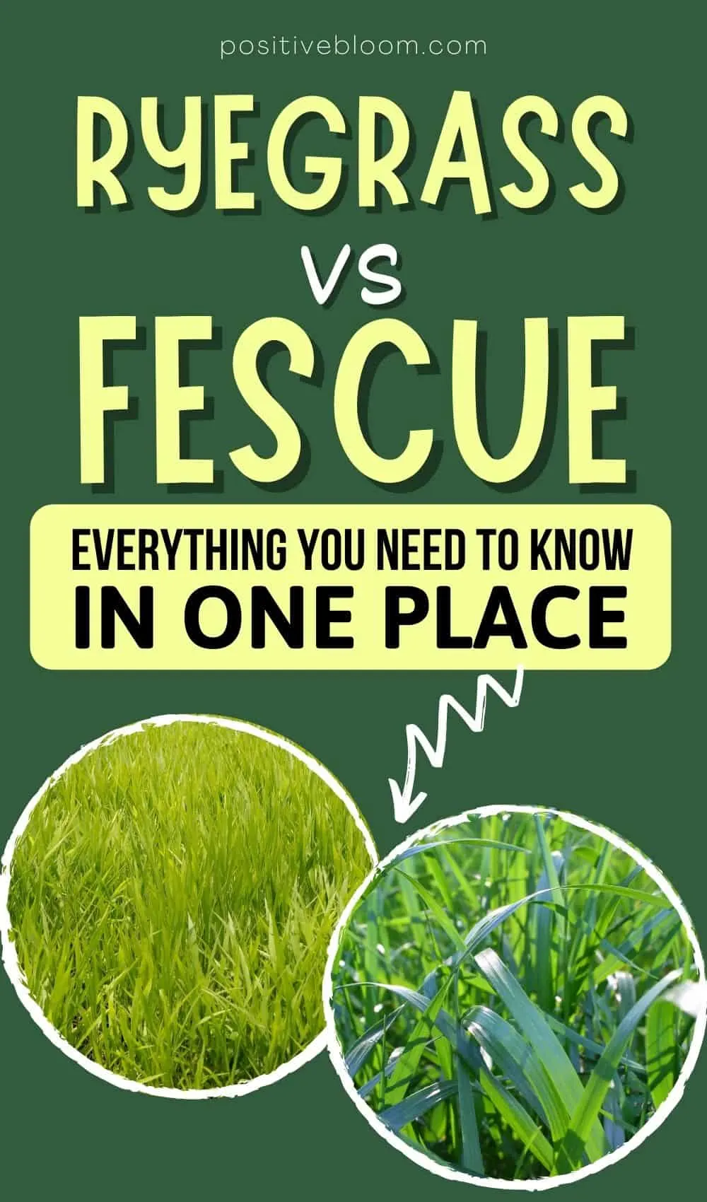 Ryegrass vs Fescue Everything You Need To Know In One Place