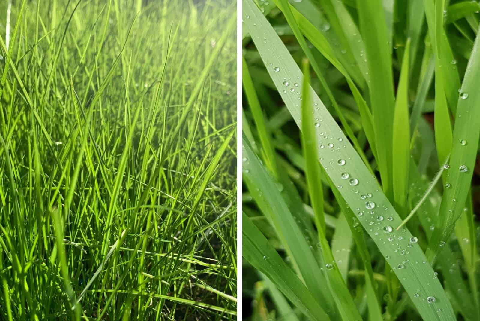 Ryegrass vs Fescue: Everything You Need To Know In One Place