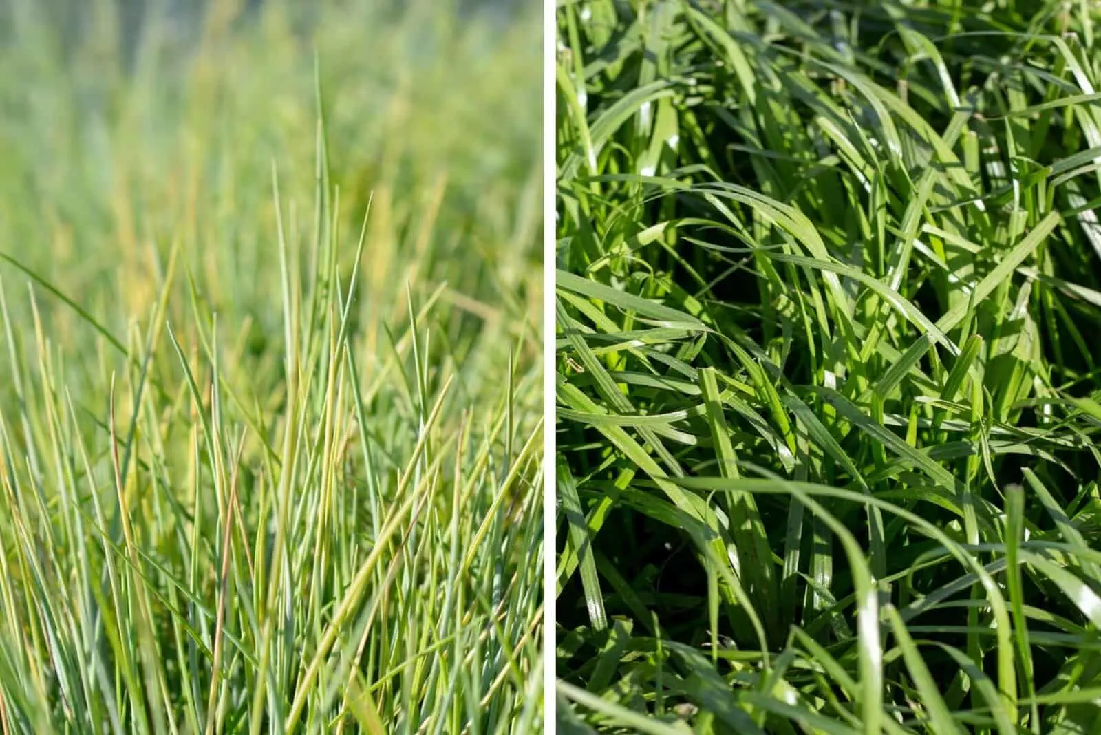Ryegrass vs Fescue grass close shot