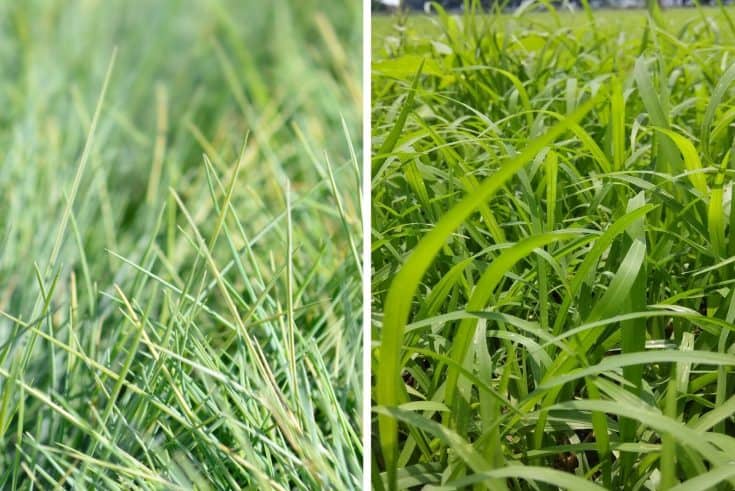 Ryegrass vs Fescue: Everything You Need To Know In One Place