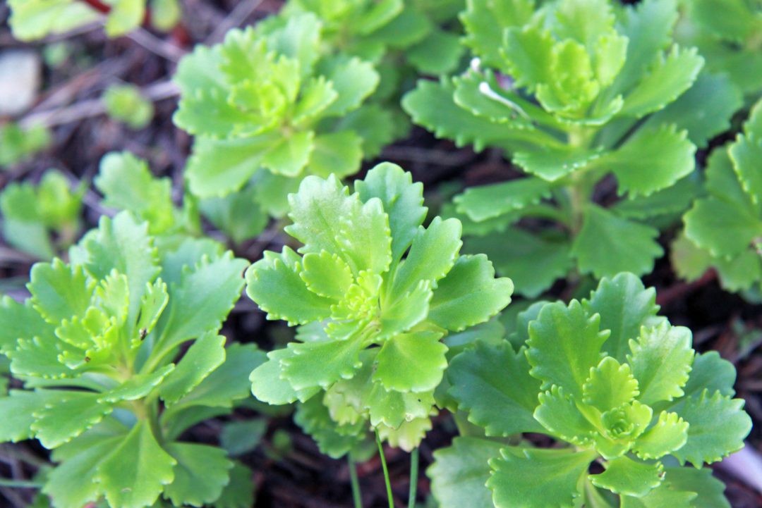 14 Japanese Indoor Plants That Portray Japanese Aesthetic