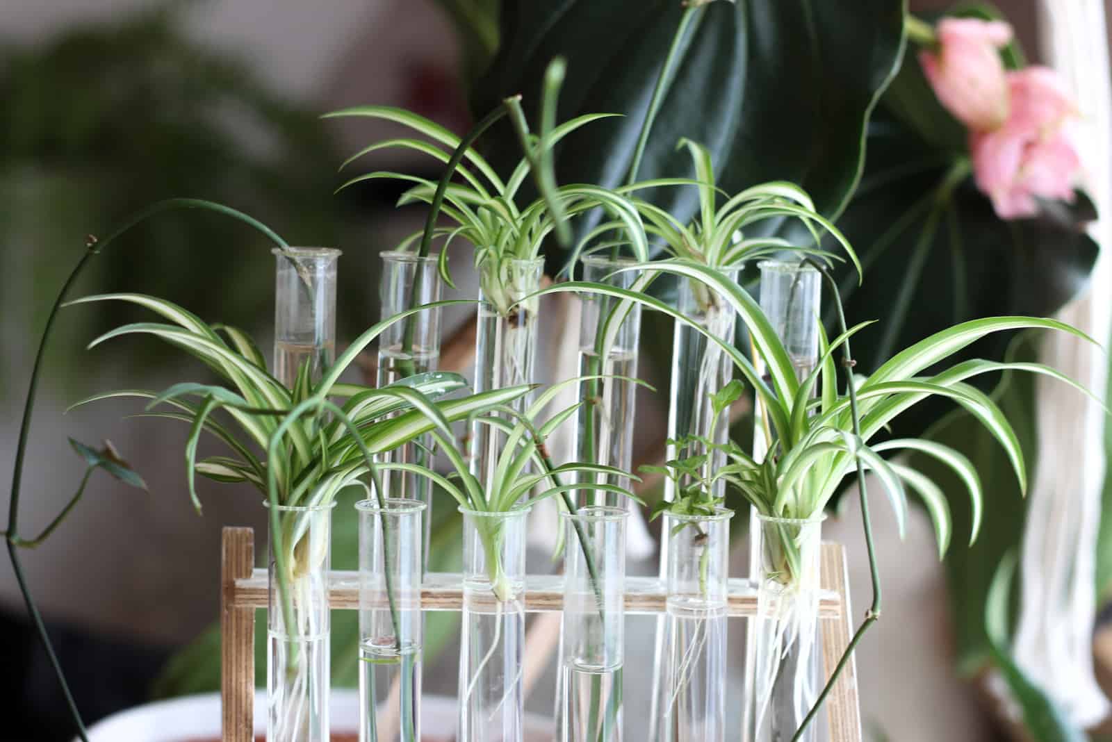 Self-made propagation station with monstera cuttings