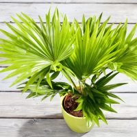 palm tree in pot on wooden floor