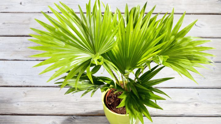 6 Signs Of An Overwatered Palm Tree And How To Save It
