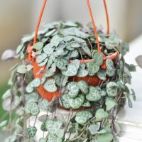 String Of Hearts plant