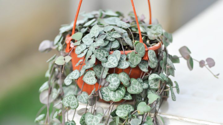 Signs Of An Overwatered String Of Hearts And How To Fix It