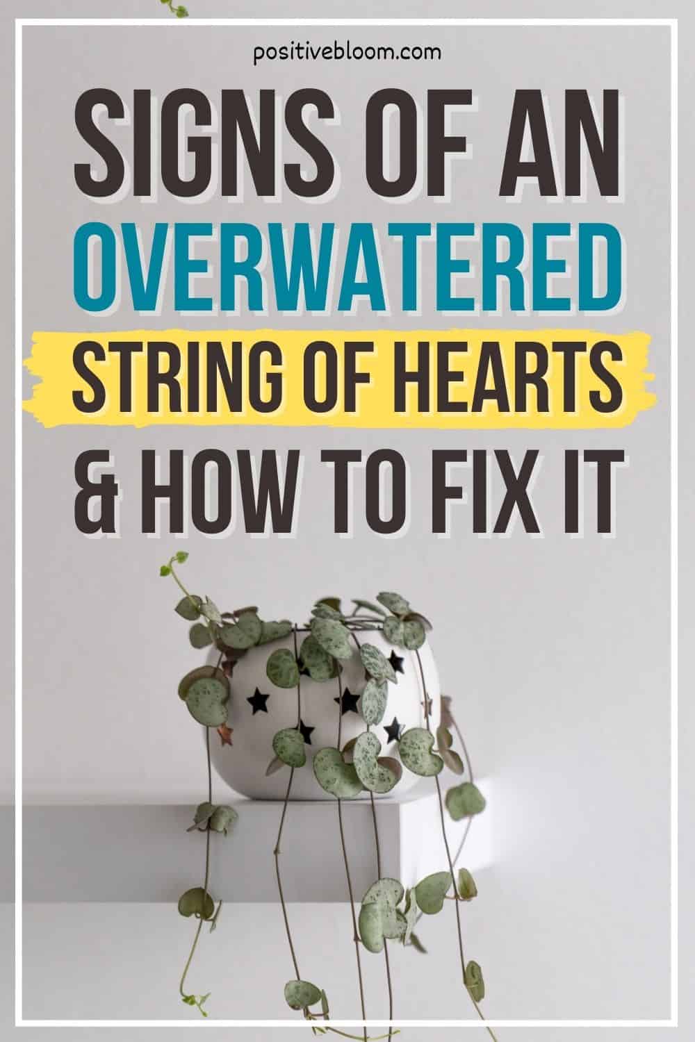 Signs Of An Overwatered String Of Hearts And How To Fix It Pinterest