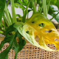 monstera plant with yellow leaf