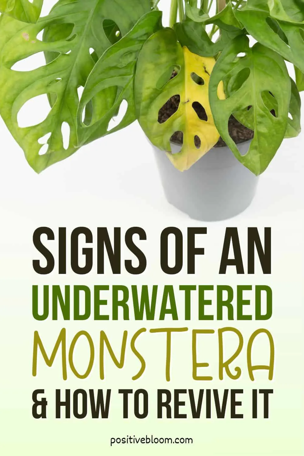Signs Of An Underwatered Monstera & How To Revive It Pinterest