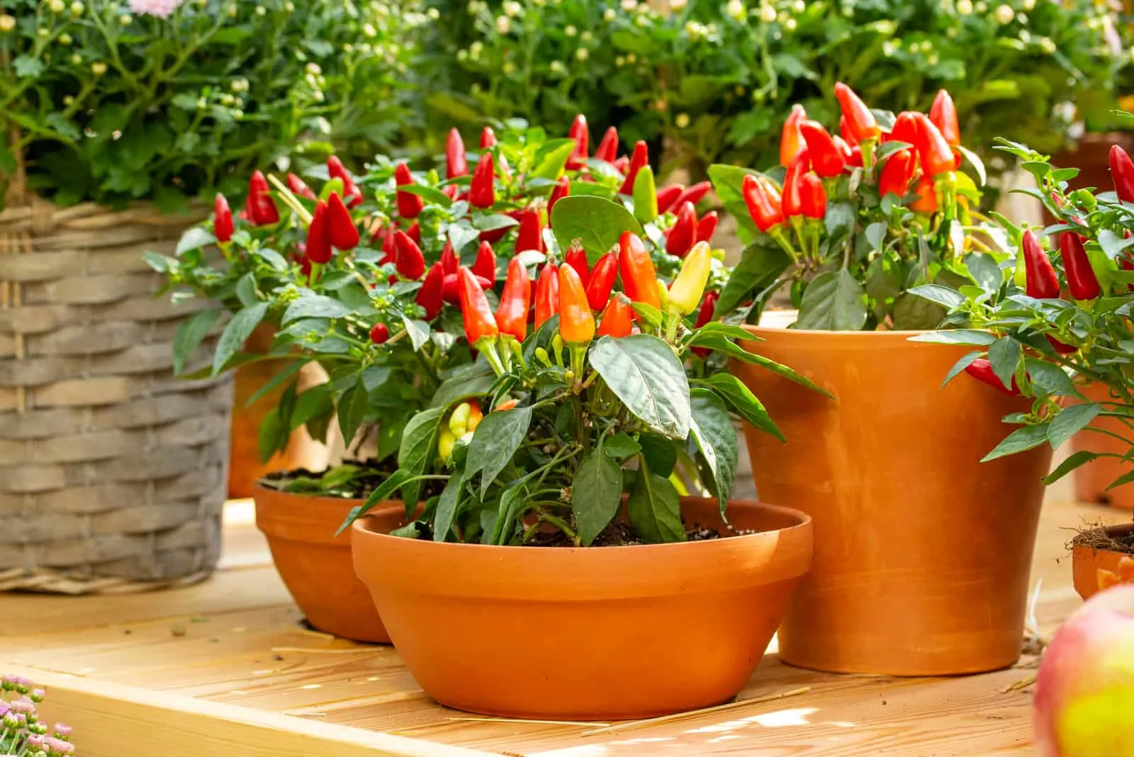 Small red jalapeno peppers grow in clay pots