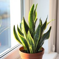 snake plant on table by window