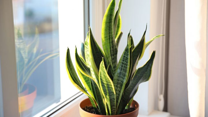 Snake Plant Disadvantages: Is This Plant Really Worth It?