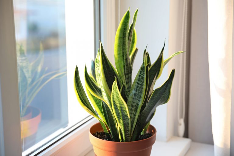 snake plant on table by window