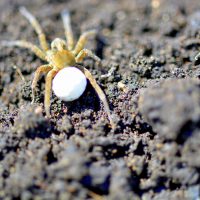 spider with egg in plant soil