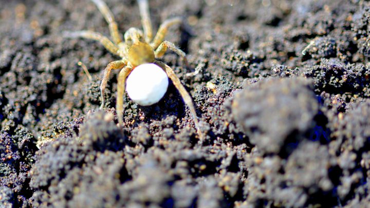 <strong>10 Methods To Deal With Spider Eggs In Plant Soil Effectively</strong>