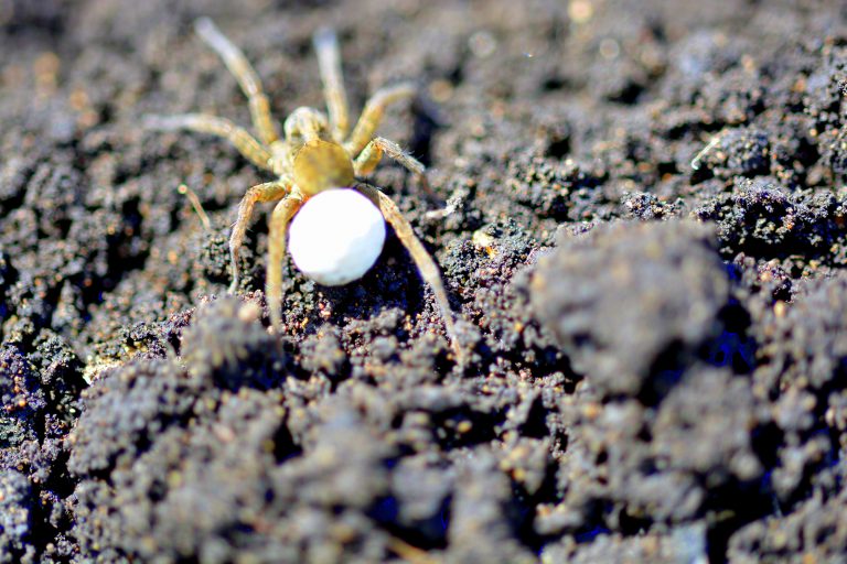 spider with egg in plant soil