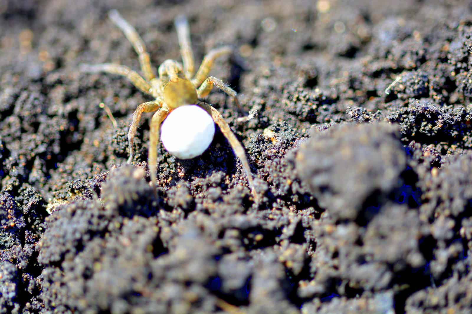 10 Methods To Deal With Spider Eggs In Plant Soil Effectively