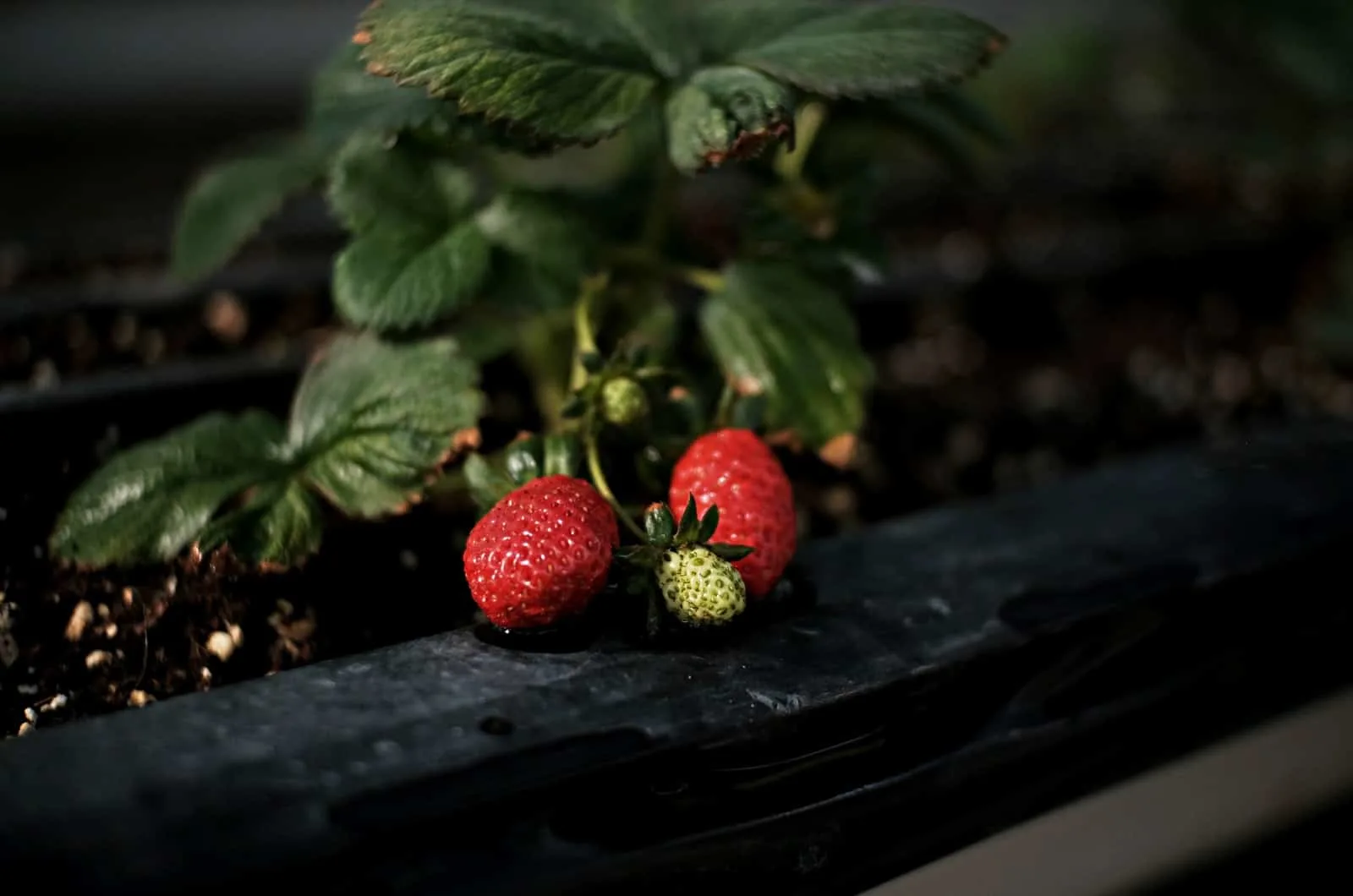 Strawberries