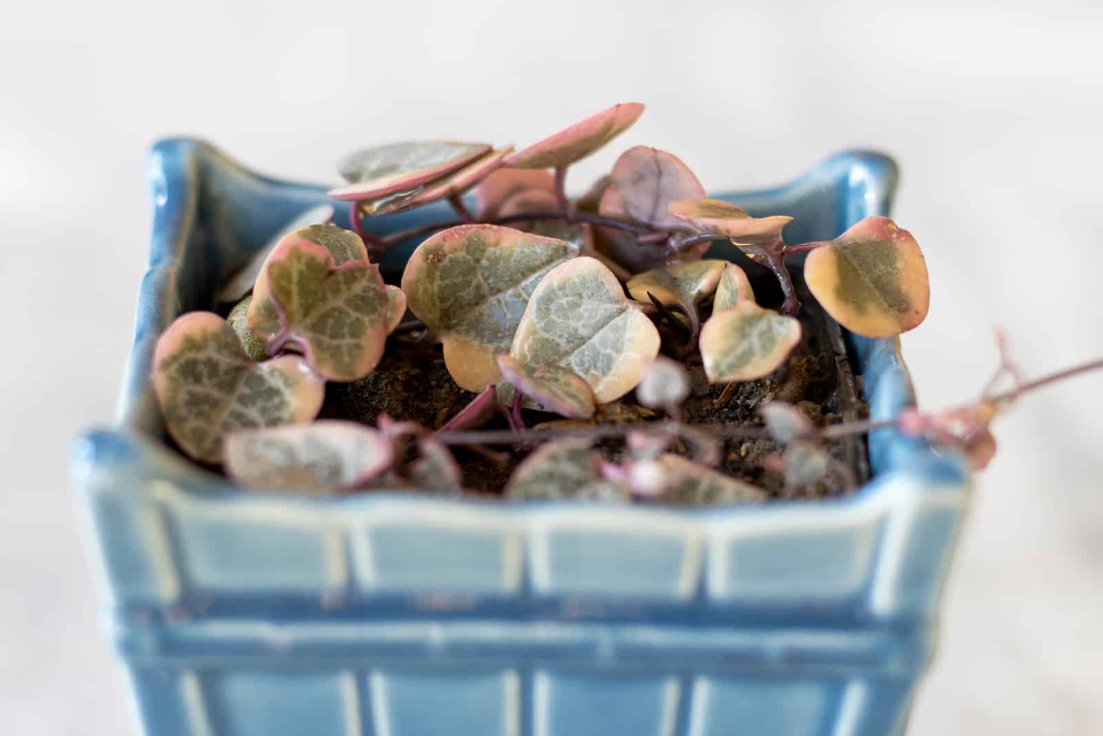 String Of Hearts in blue pot