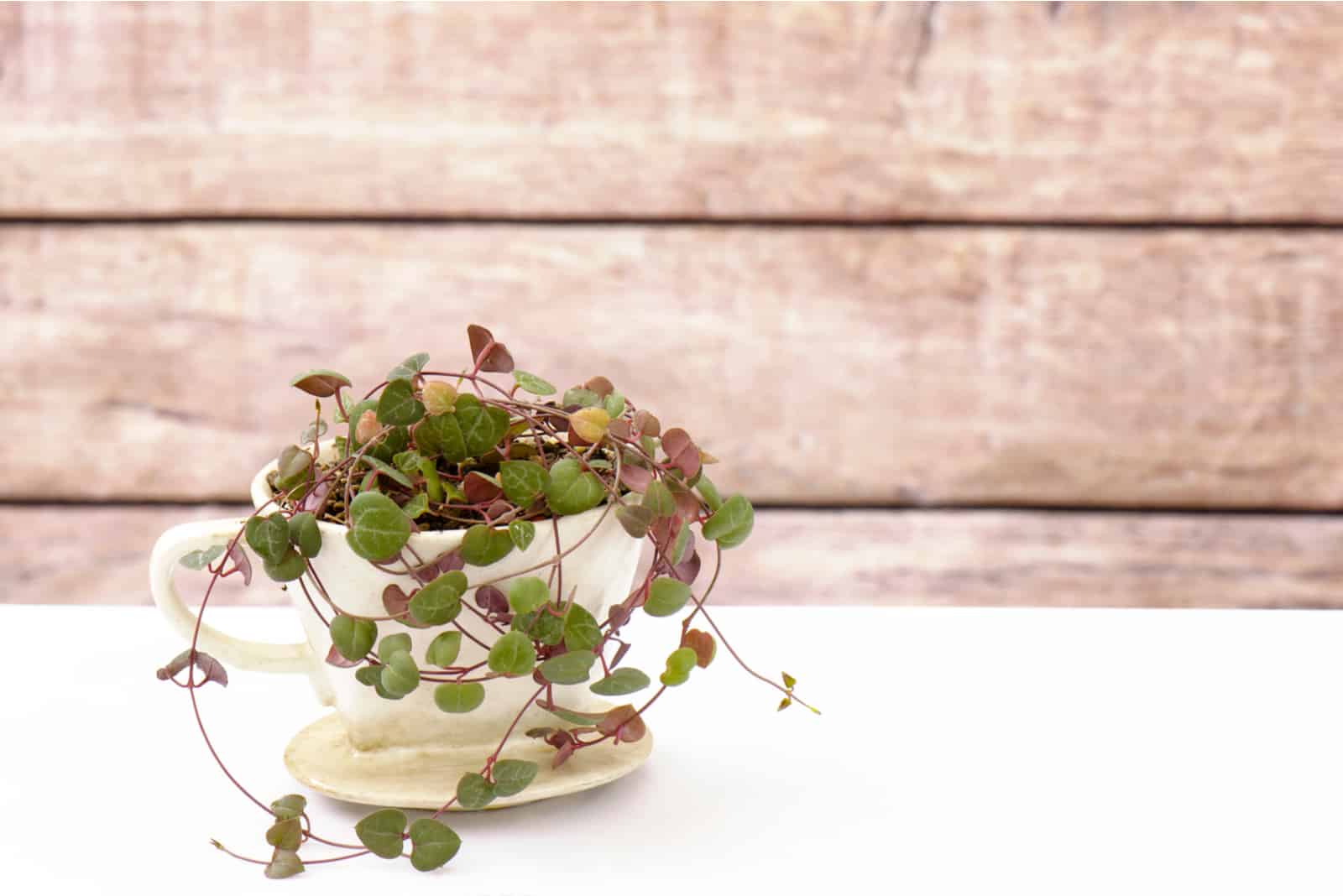 String Of Hearts plant on table